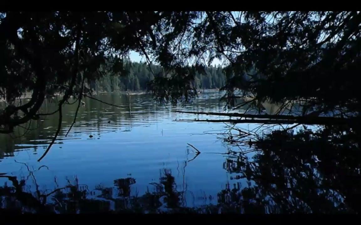 Затянулась тиной гладь старинного пруда. Озеро анимация. Озеро gif. Гиф озеро в лесу. Гифки пруд.